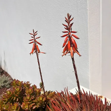 Serenity-first Hébergement de vacances Albufeira