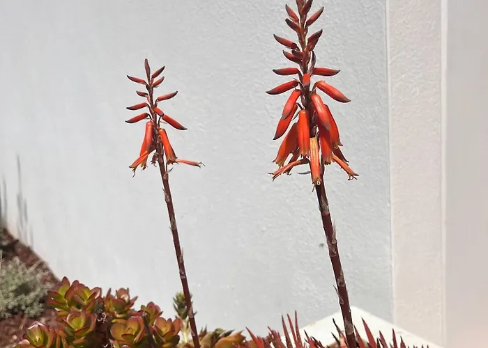 Serenity-first Сasa de vacaciones Albufeira