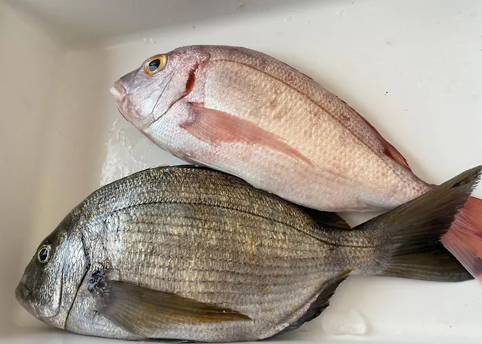 Serenity-first 阿尔布费拉